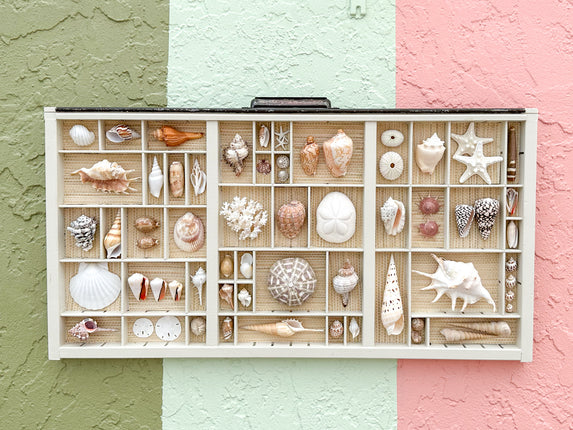 Painted Seagrass Backed Printers Tray Shell Display