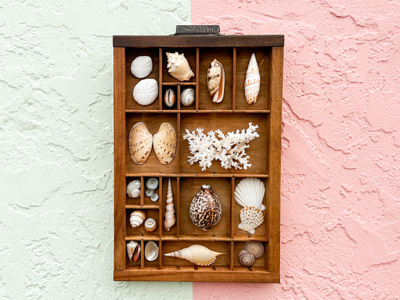 Petite Printers Tray Shell Display