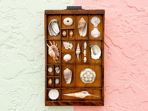 Petite Printers Tray Shell Display