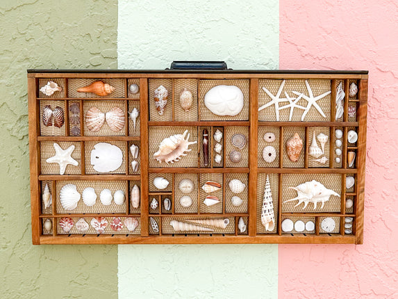 Seagrass Backed Printers Tray Shell Display