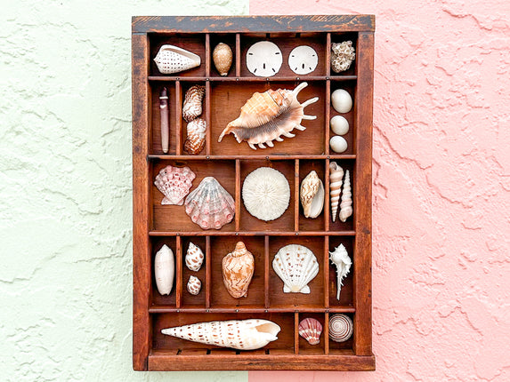 Petite Printers Tray Shell Display