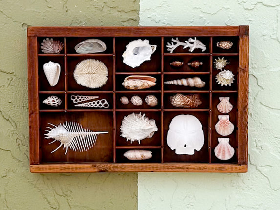 Petite Printers Tray Shell Display