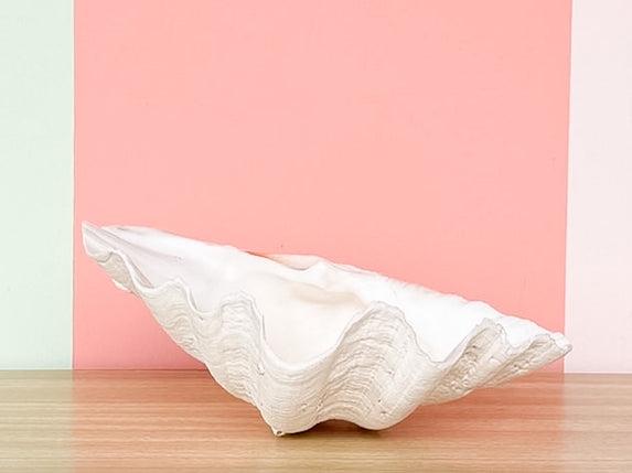 Natural Clam Shell