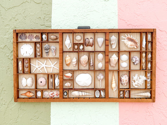 Seagrass Backed Printers Tray Shell Display