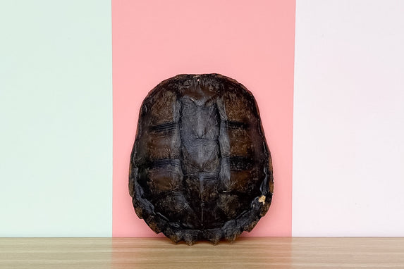 Natural Turtle Shell