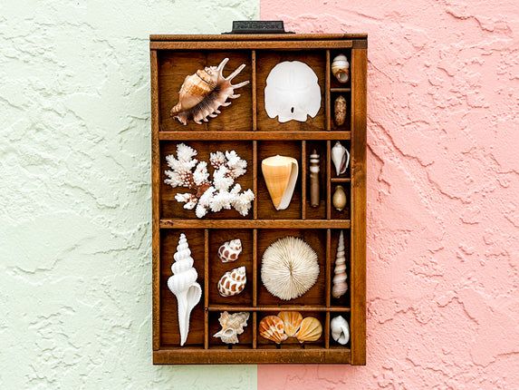 Petite Printers Tray Shell Display