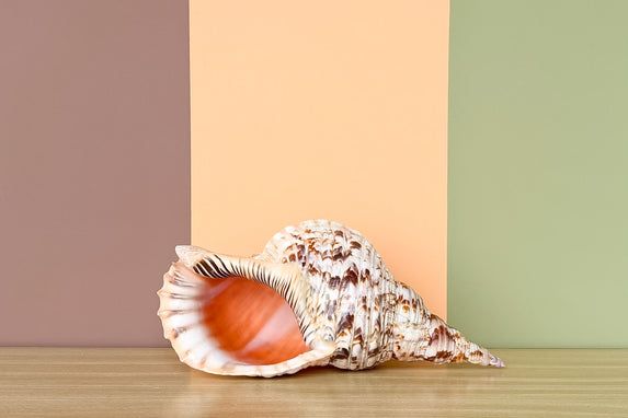 Large Triton Shell