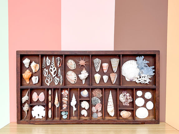 Large Printers Tray Shell Display