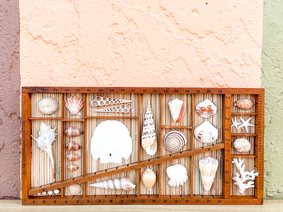 Petite Printers Tray Shell Display