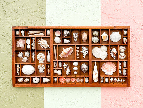 Printers Tray Shell Display