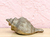 Brass Nautilus Shell