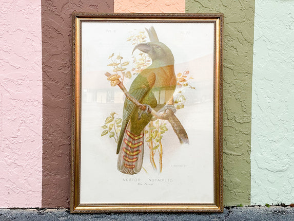 Large Parrot Framed Print