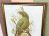 Large Parrot Framed Print
