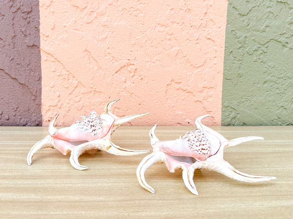 Pair of Spider Conch Shells