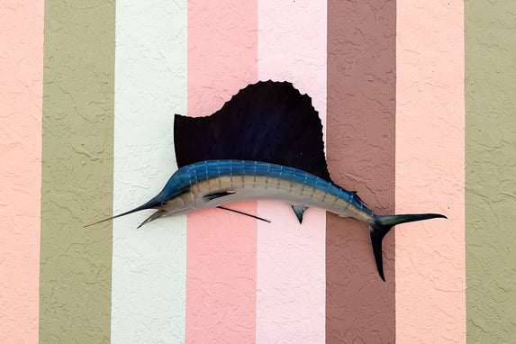 Tag and Release Mounted Sailfish