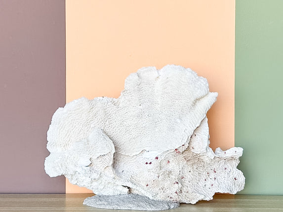 Medium Natural Coral