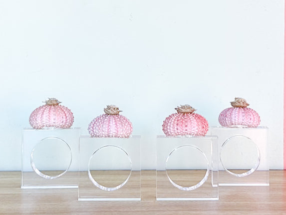 Set of Four Pink Sea Urchin Napkin Rings