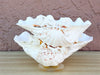 Seashell and Lucite Serving Set