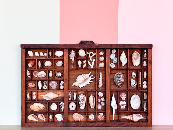 Large Printers Tray Shell Display