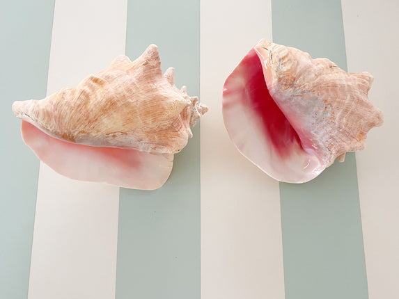 Pair of Island Conch Shells