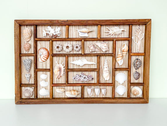 Seagrass Backed Printers Tray Shell Display