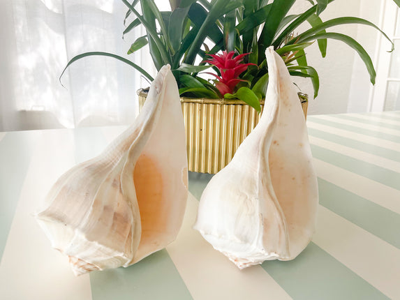 Pair of Island Horn Shells