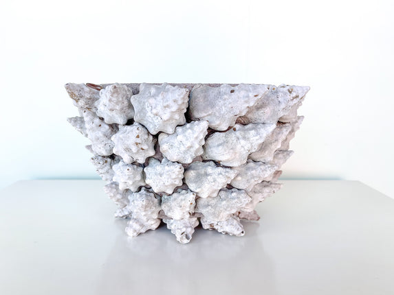 Natural Shell Cachepot