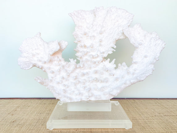 Large Cream Coral on Lucite