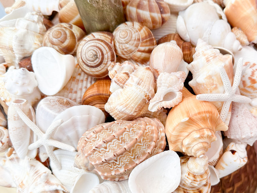 Shell Chic Basket Lamp