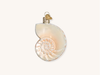 Nautilus Shell Ornament