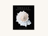 Shells: Nature's Exquisite Creations