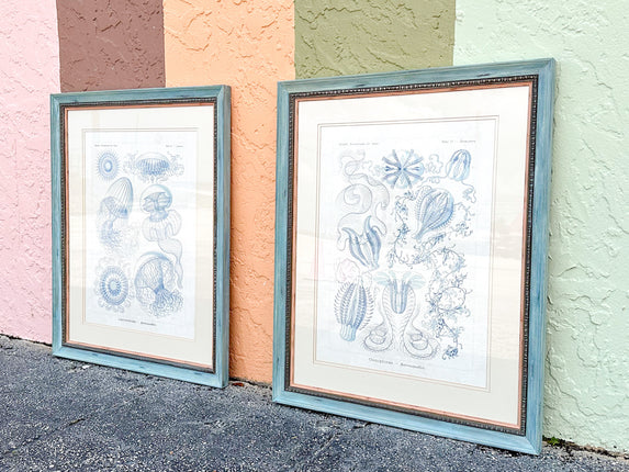 Pair of Jellyfish Prints