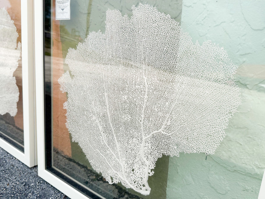 Pair of Coastal Sea Fan Art