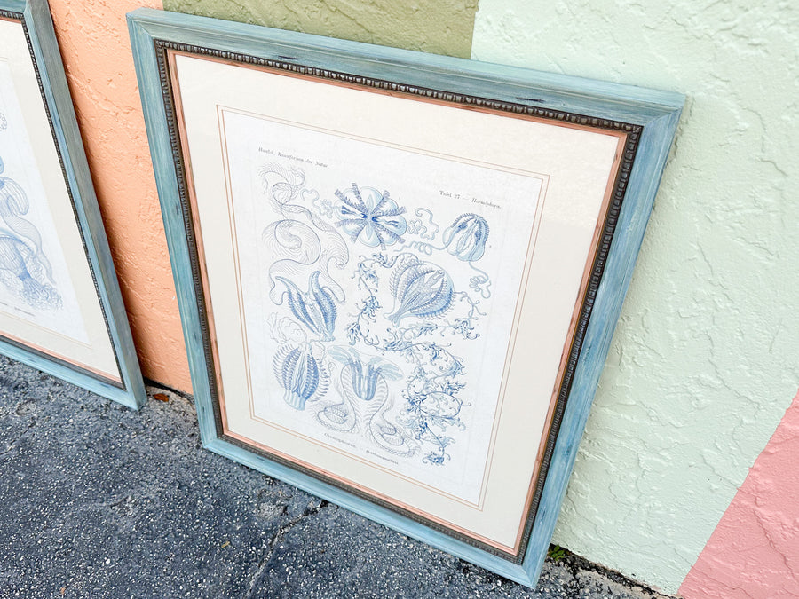 Pair of Jellyfish Prints