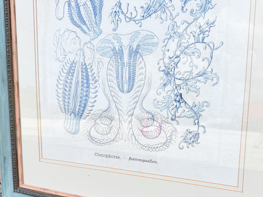 Pair of Jellyfish Prints