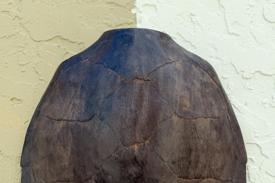 Turtle Shell Wall Art