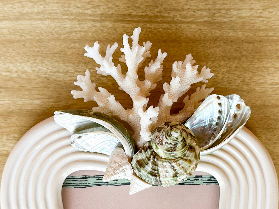 Green Abalone and Coral Frame