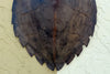Turtle Shell Wall Art