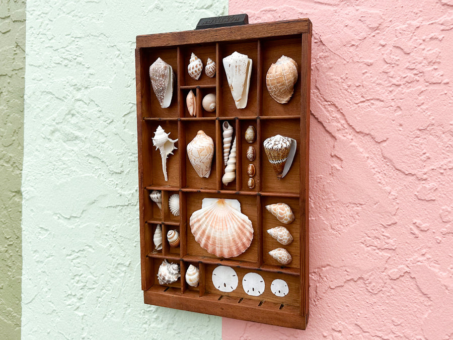 Petite Printers Tray Shell Display