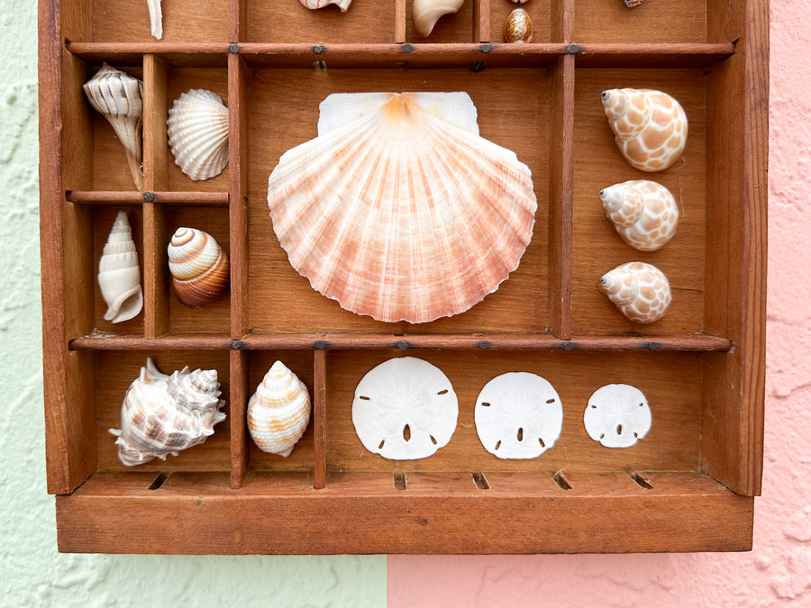 Petite Printers Tray Shell Display