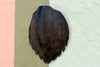 Turtle Shell Wall Art