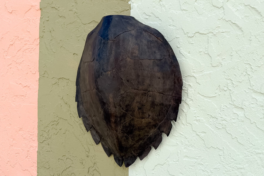 Turtle Shell Wall Art
