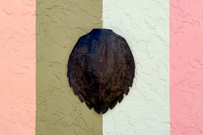 Turtle Shell Wall Art