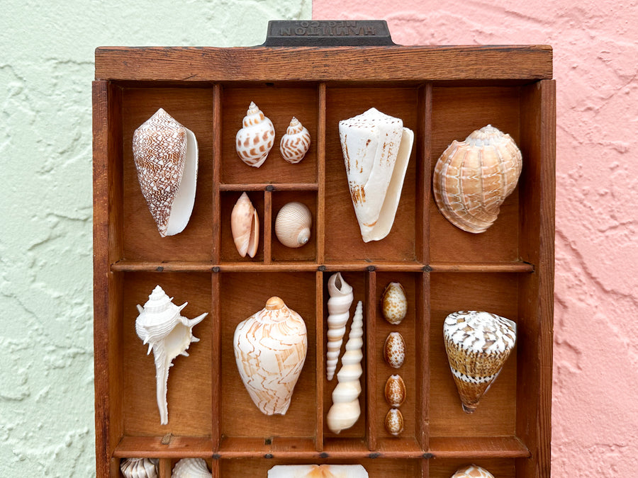 Petite Printers Tray Shell Display