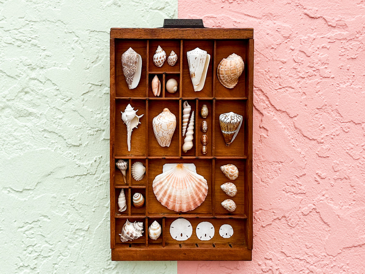 Petite Printers Tray Shell Display