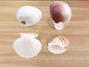 Set of Four Shell Chic Coupes