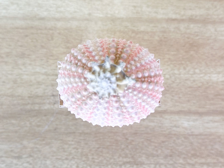 Pink Sea Urchin Lucite Napkin Ring