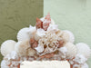 Coral Shell Chic Mirror