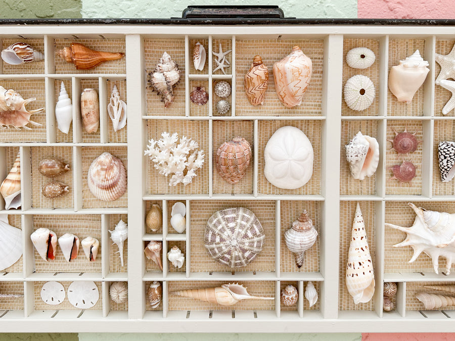 Painted Seagrass Backed Printers Tray Shell Display