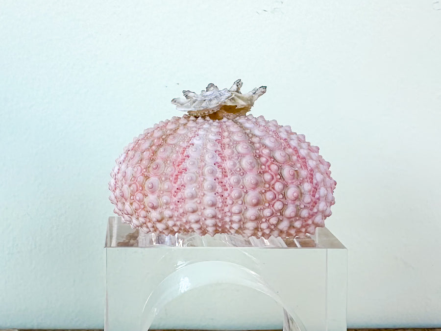 Pink Sea Urchin Lucite Napkin Ring